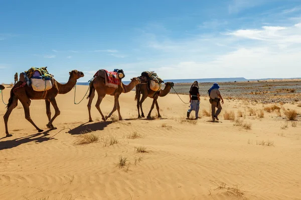 Velbloudí karavana v poušti — Stock fotografie
