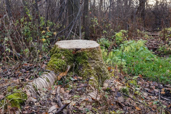 Aspen pahýl v lese — Stock fotografie