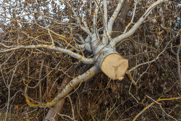 Spadlý Osikový Strom Řezání Dřeva Motorovou Pilou — Stock fotografie