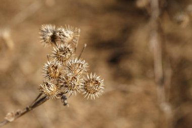 Kuru dulavrat çiçeği, yakın çekim. Seçici odaklanma. daha büyük dulavrat