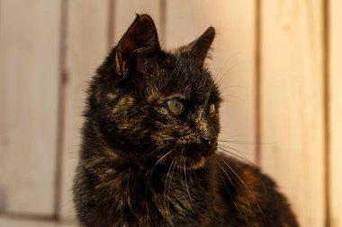Güzel siyah kedi evin yanında oturuyor ve yan tarafa bakıyor..