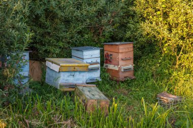 Akşama doğru, ormanın kenarında arı kovanları var..
