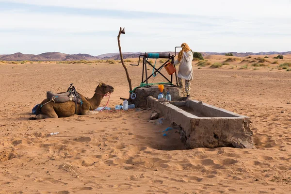 Bereber Hombre Con Camellos Pozo Toma Agua Marruecos — Foto de Stock