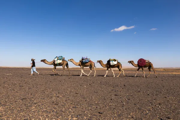 Караван Верблюдов Пустыне Сахара Марокко — стоковое фото