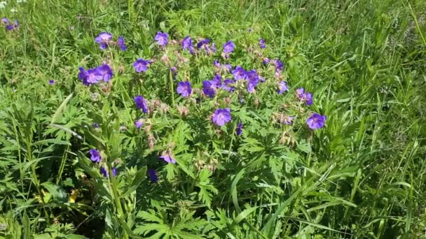 Geranium Pratense Meadow Geranium Movement Wind Sunlight Wild Flowers Field — Stock Video