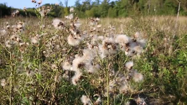 干种子蠕变雌蕊白色绒毛 芦苇在风中在田野里摇曳 — 图库视频影像