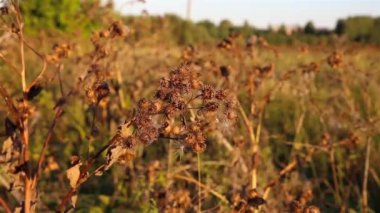 Hafif esintide kuru Burdock. Dulak gün batımında rüzgarda sallanır.