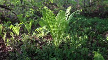 Vahşi ormandaki eğreltiotu bitkileri. yeşil eğreltiotu yaprakları rüzgarda sallanıyor