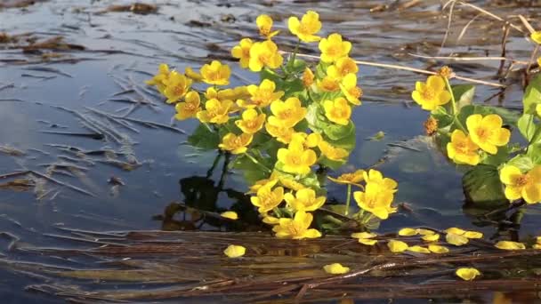 Κάλθα Παλούστρι Κίτρινα Ανθισμένα Λουλούδια Φυτρώνουν Στο Νερό Λουλούδια Λικνίζονται — Αρχείο Βίντεο