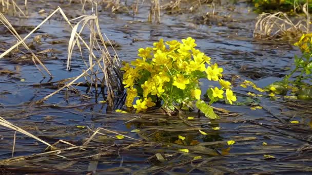 Caltha Palustris Suyun Içinde Büyüyen Sarı Çiçekler Rüzgarda Sallanan Çiçekler — Stok video
