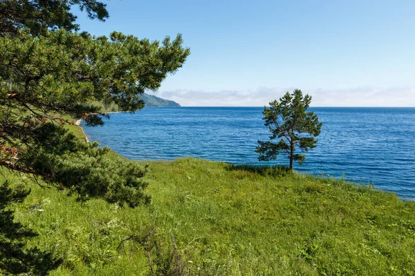 Dennenboom Aan Oever Van Het Baikalmeer Zomerdag — Stockfoto