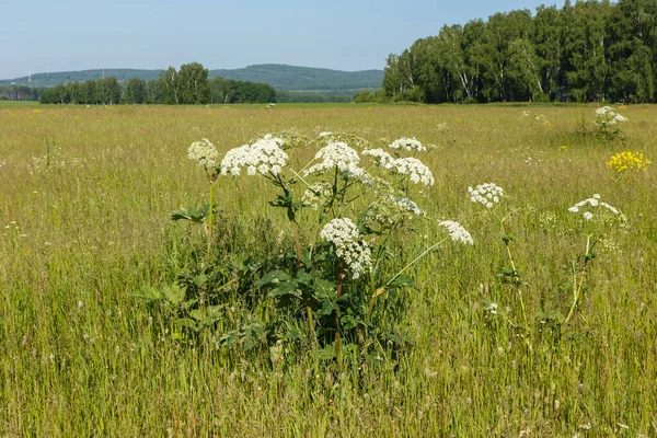 Kuh Pastinaken Feld Gefährliche Allergische Bärlauchpflanze Wächst Auf Dem Feld lizenzfreie Stockbilder