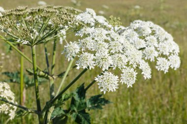 Beyaz çiçekler yaban domuzu. Çayırda çiçek açan bir bitki. Tarlada yaban havucu