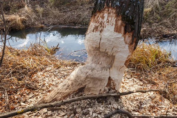 Árbol Roído Por Castores Serrín Está Alrededor Del Árbol —  Fotos de Stock