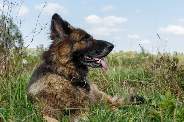 Tysk Herdehund Som Ligger Gräset Ängen Hund Tittar Sidan — Stockfoto