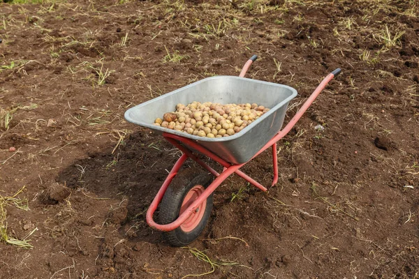 Friss Krumpli Egy Garden Talicskában Burgonya Betakarítása Ősszel — Stock Fotó