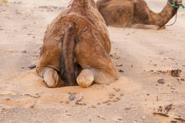 Coda Cammello Cammello Sdraiato Sulla Sabbia Nel Deserto Del Sahara — Foto Stock