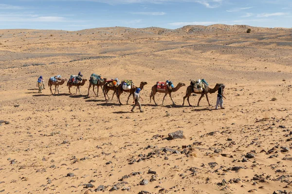 Errachidia Province Maroko Října 2015 Berber Vede Velbloudí Karavanu Přes — Stock fotografie