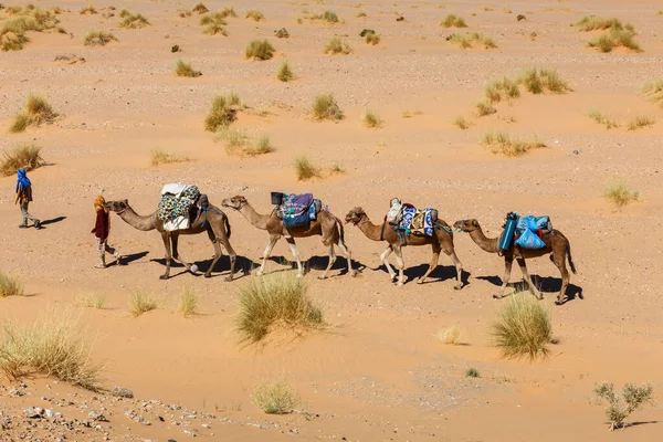 Velbloudí karavana v poušti — Stock fotografie
