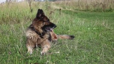 Alman çoban köpeği çimlerin üzerinde dinleniyor. Köpek dilini çıkardı ve kameraya baktı..
