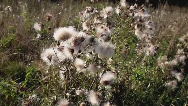 Dry Seed Creeping Thistle White Fluffy Thistle Swings Wind Field — Stockvideo