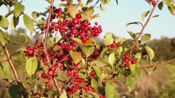 Ağaç Dalında Küçük Kırmızı Yaban Elmaları Dallar Rüzgarda Sallanıyor — Stok video