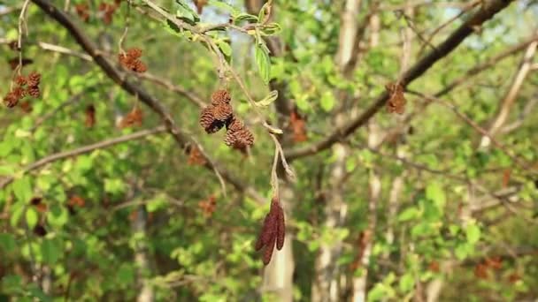 風に揺れる木の枝にアルダーコーン 春の木 — ストック動画