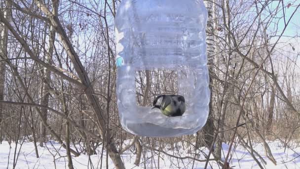 Great Tit Sits Feeder Pecks Grain Feeder Made Plastic Bottle — Stockvideo