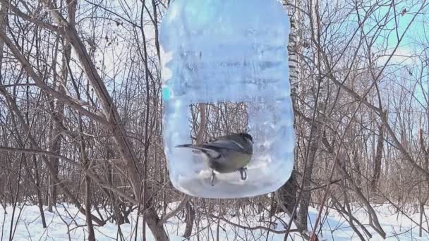Great Tit Flies Feeder Takes Food Flies Away Parus Major — Vídeo de Stock