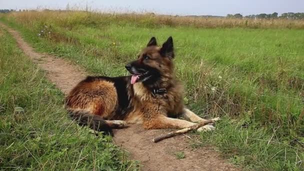 Cão Pastor Alemão Descansando Grama Cão Estendeu Língua Pau Madeira — Vídeo de Stock