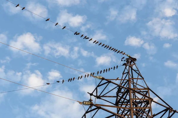 成群的鸟儿坐在电线上 蓝天衬托下的钢制电塔 — 图库照片