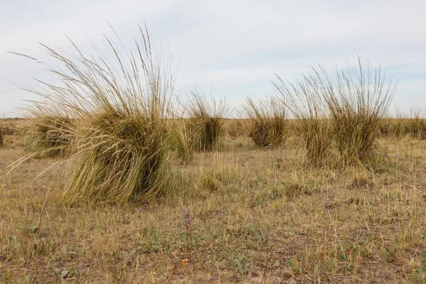 Grass grows on the lake. — Foto Stock