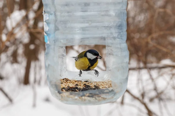 Great tit in the feeder