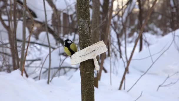 Great tit pecks at fat — 비디오