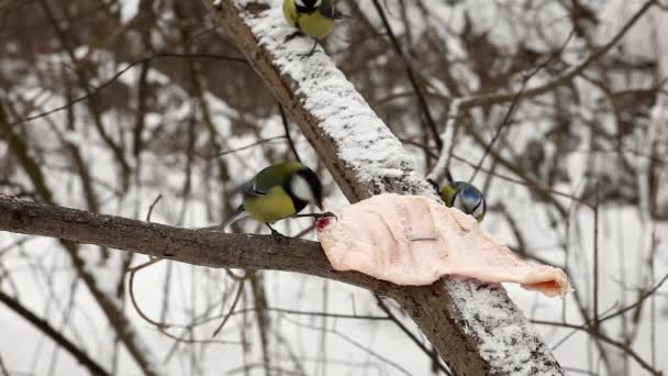 Great tit and blue tit pecking at lard — Vídeo de Stock