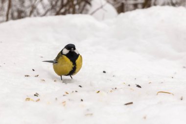 great tit sitting on the snow