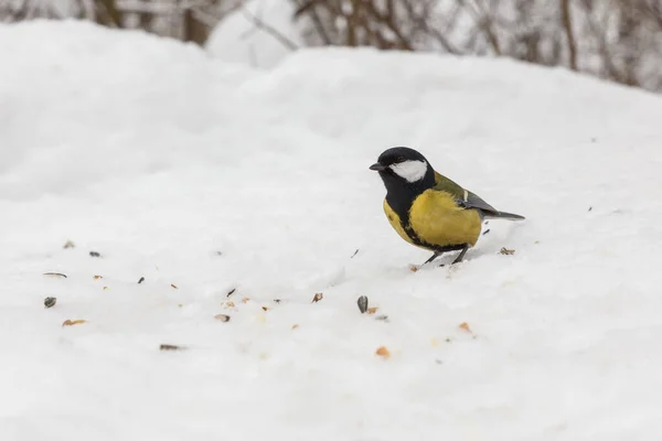 Great tit sitting in snow — Photo