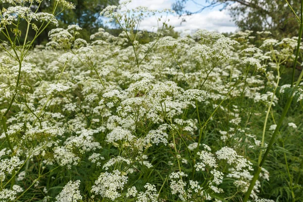 Achillea Millefolium 일반적 Yarrow 초원의 야생화 — 스톡 사진