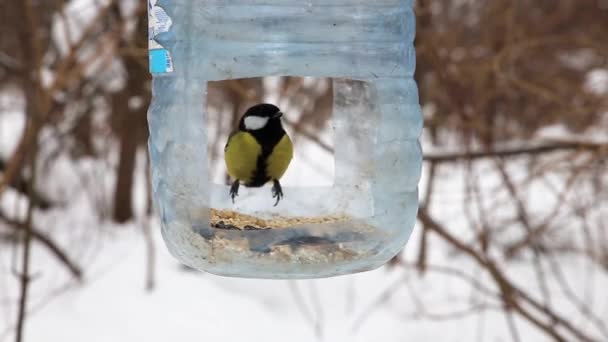 Great Tit Eating Seeds Bird Feeder Feeder Made Plastic Bottle — Vídeos de Stock