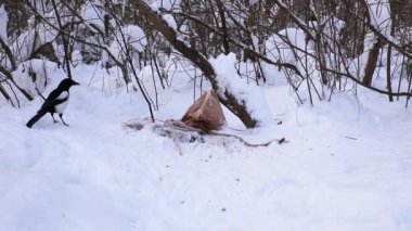 Avrasya saksağanı, Pica Pica. Karda koşan kuş yiyecek arıyor ve sonra uçuyor..