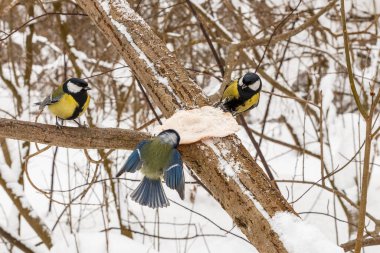 Two great tits and blue tit pecking lard on a branch in the forest. Feeding birds in winter.