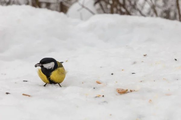 Great Tit Bird Eating Sunflower Seed Snow Forest Feeding Birds — Photo