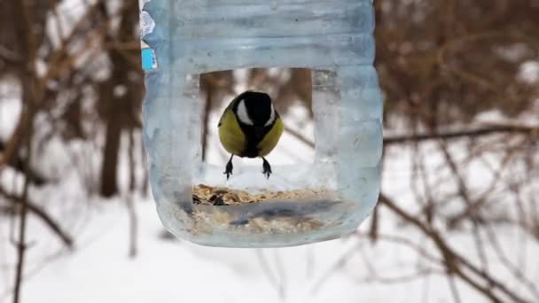 Great Tit Plastic Bottle Bird Feeder Feeding Birds Winter — Video