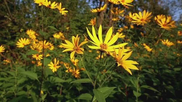 Karczoch Jerozolimski Żółty Kwiat Helianthus Tuberosus Kołyszący Się Wietrze — Wideo stockowe