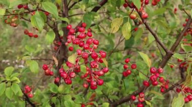 Ağaç dalında küçük kırmızı yaban elmaları. Rüzgarda sallanan dal.