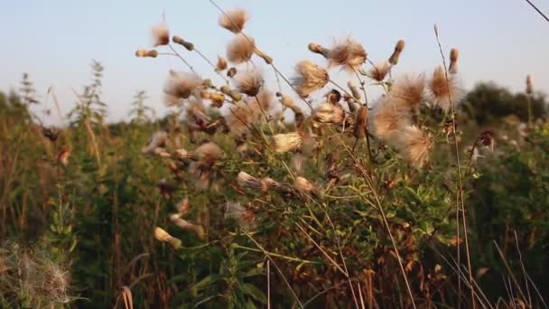 干种子蠕变雌蕊白色绒毛 野花在风中摇曳 — 图库视频影像