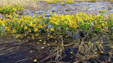 Caltha palustris, marsh marigold. Rüzgarda sallanan sarı çiçekli bitki. Suda çiçekler.