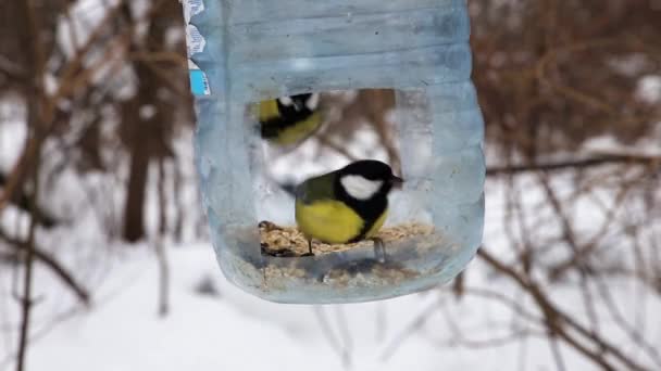 Great Tits Birds Flying Feeder Feeder Made Plastic Bottle Feeding — стоковое видео