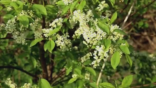Blooming Bird Cherry Branch Tree White Flowers Swaying Wind — Stock Video