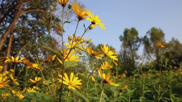 Jeruzalem Artisjok Bloem Gele Bloem Zwaaiend Wind Helianthus Tuberosus — Stockvideo